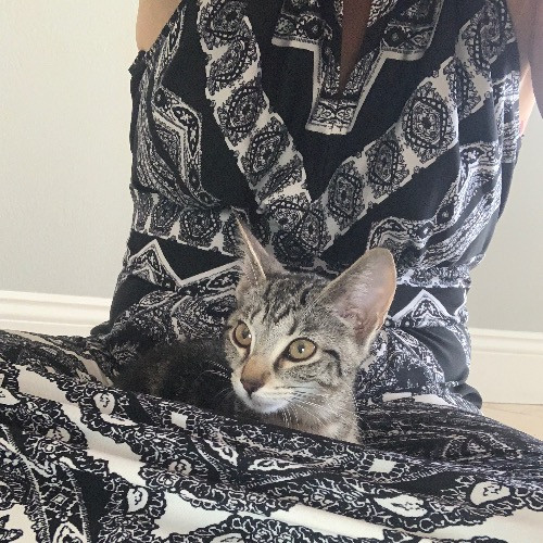 Amy's Purrfect Meowfia