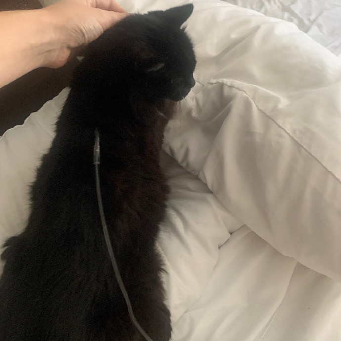 Amy's Purrfect Meowfia