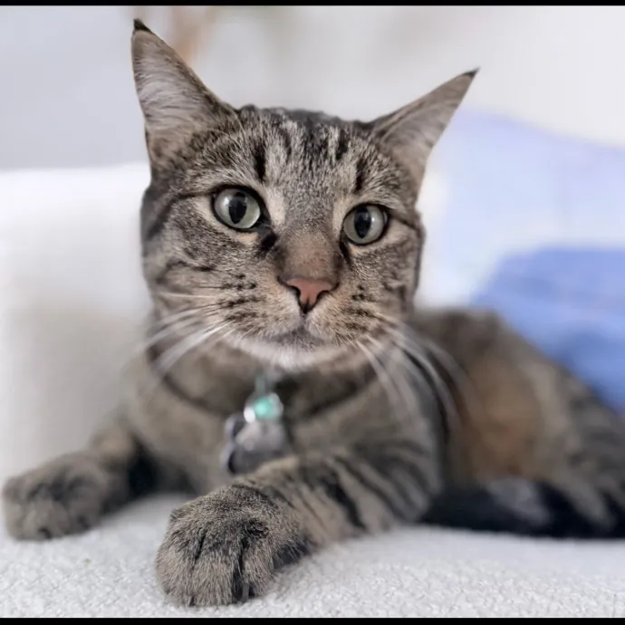 Safe Fun Care For Your Cat