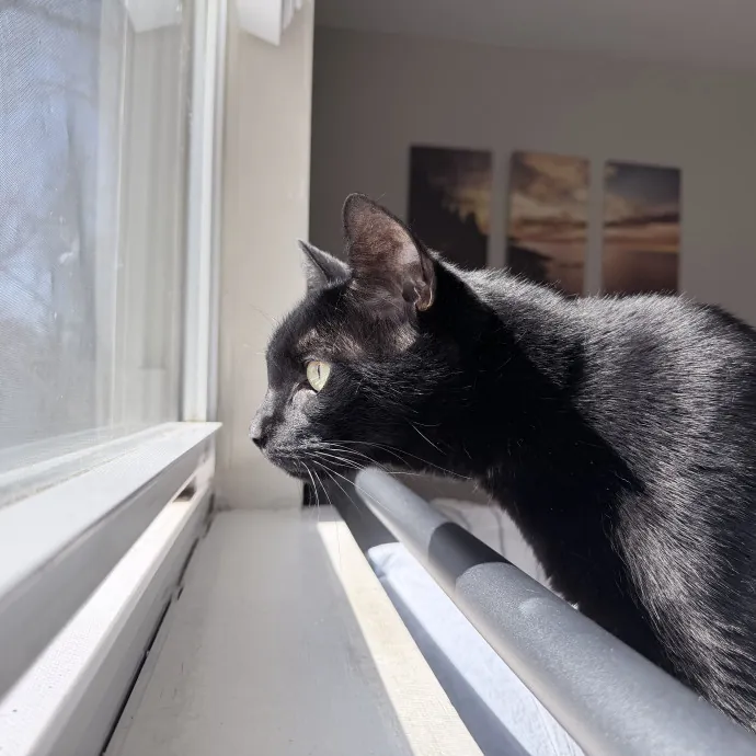 Safe Fun Care For Your Cat