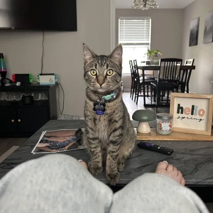 Safe Fun Care For Your Cat