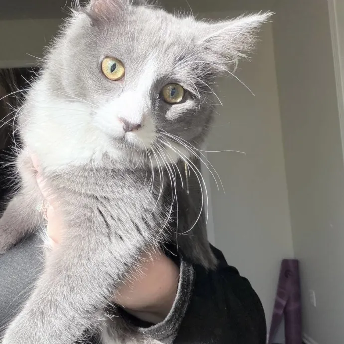 Safe Fun Care For Your Cat