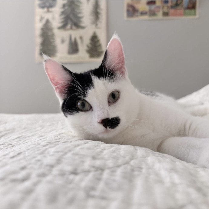 Safe Fun Care For Your Cat