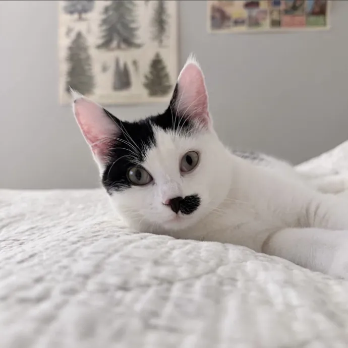 Safe Fun Care For Your Cat