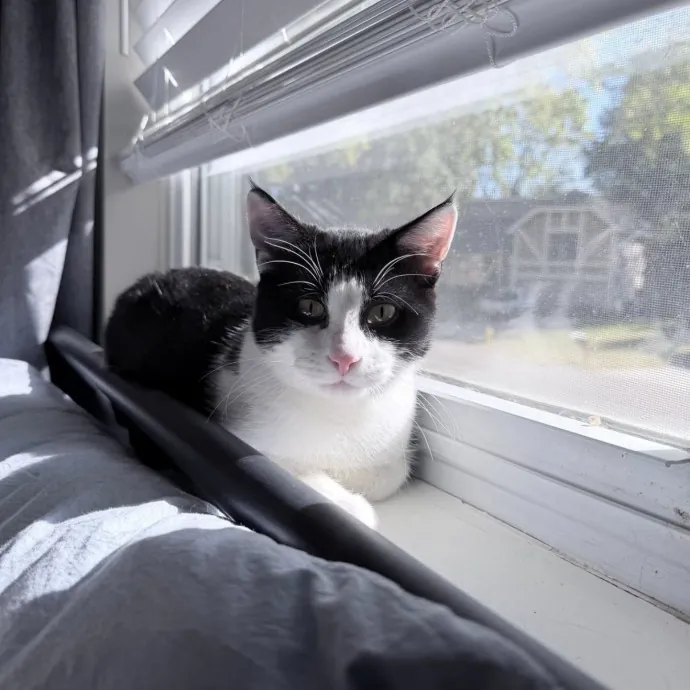 Safe Fun Care For Your Cat