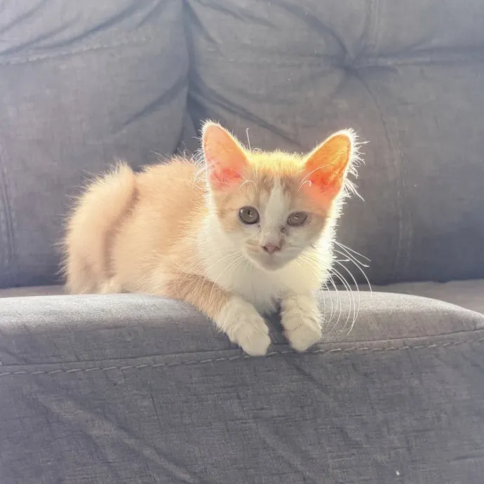 Safe Fun Care For Your Cat