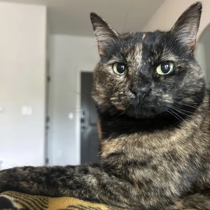 Safe Fun Care For Your Cat