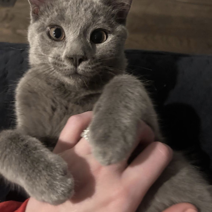 Safe Fun Care For Your Cat