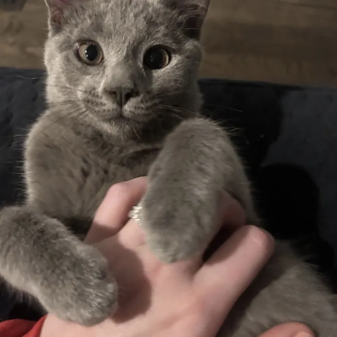 Safe Fun Care For Your Cat