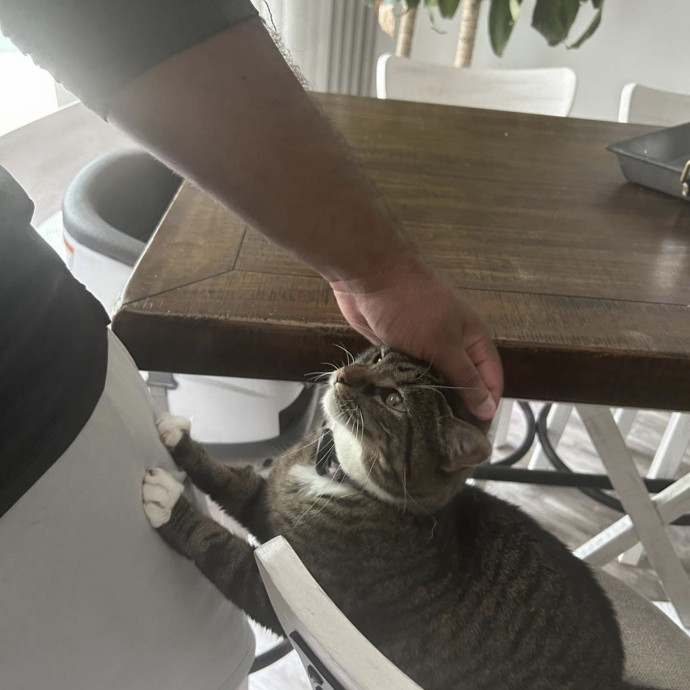 Safe Fun Care For Your Cat