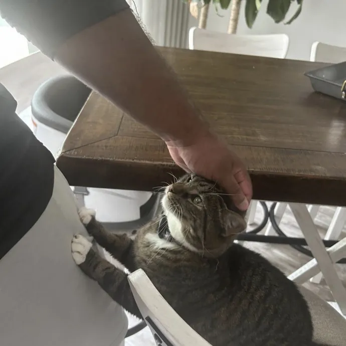 Safe Fun Care For Your Cat