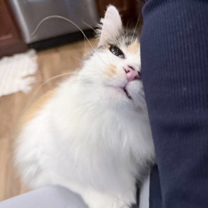 Safe Fun Care For Your Cat
