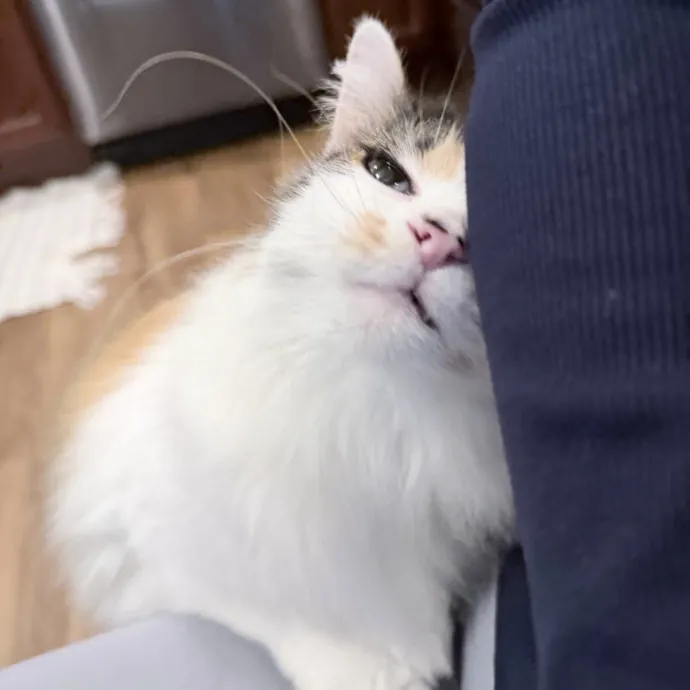 Safe Fun Care For Your Cat