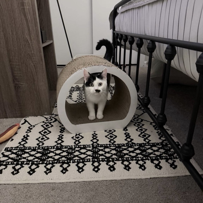 Safe Fun Care For Your Cat