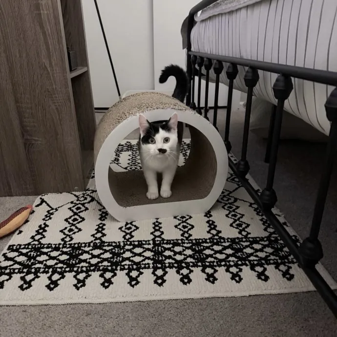 Safe Fun Care For Your Cat