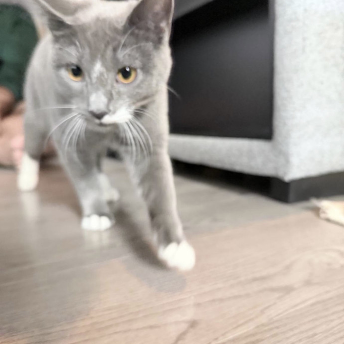 Safe Fun Care For Your Cat