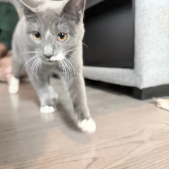 Safe Fun Care For Your Cat