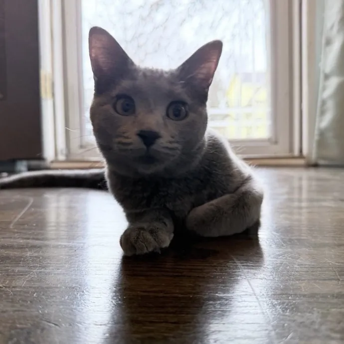 Safe Fun Care For Your Cat