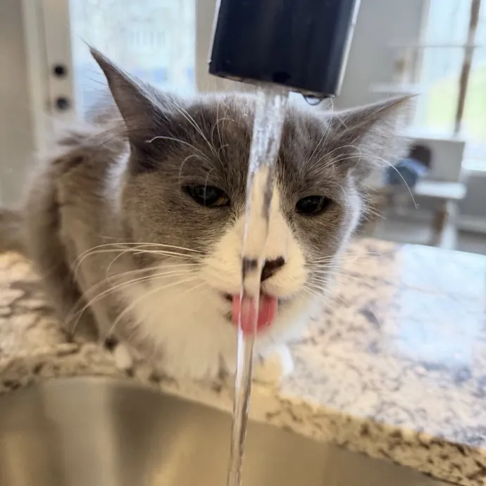 Safe Fun Care For Your Cat