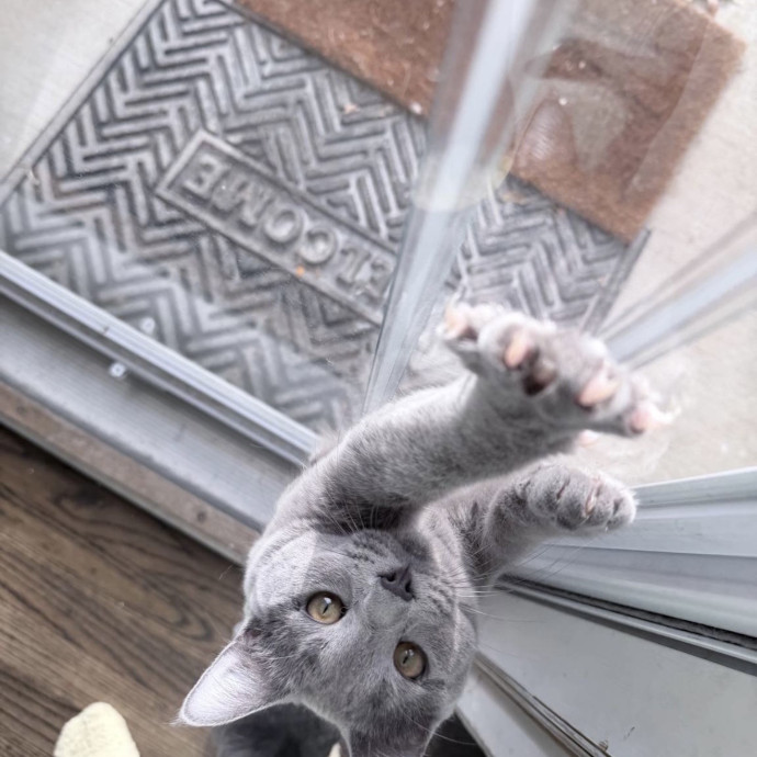 Safe Fun Care For Your Cat