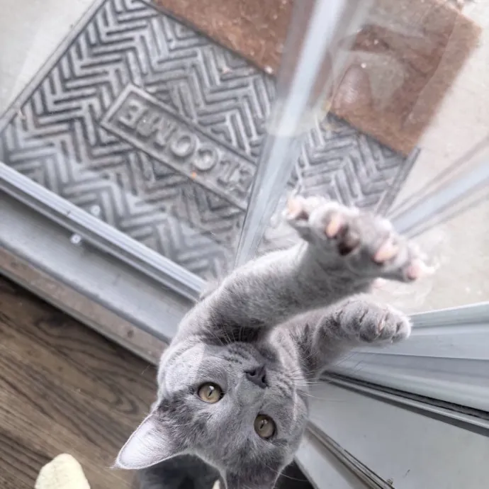 Safe Fun Care For Your Cat