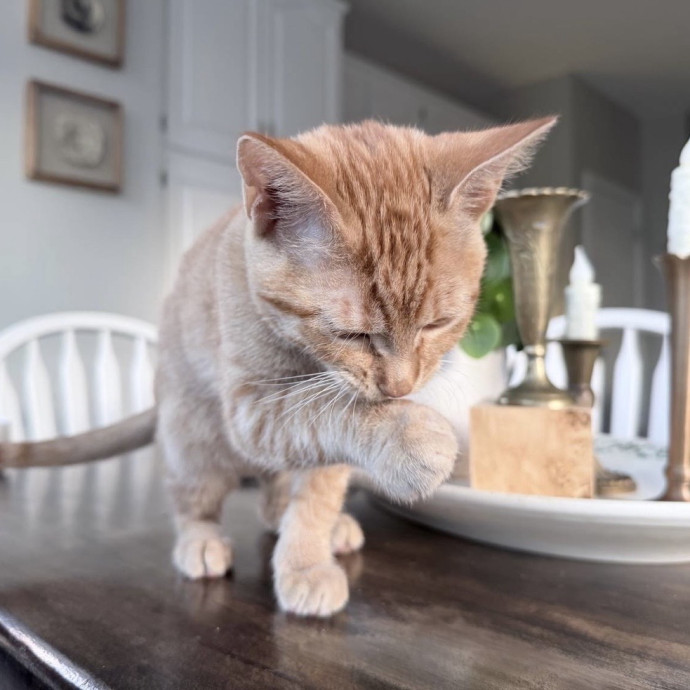 Safe Fun Care For Your Cat