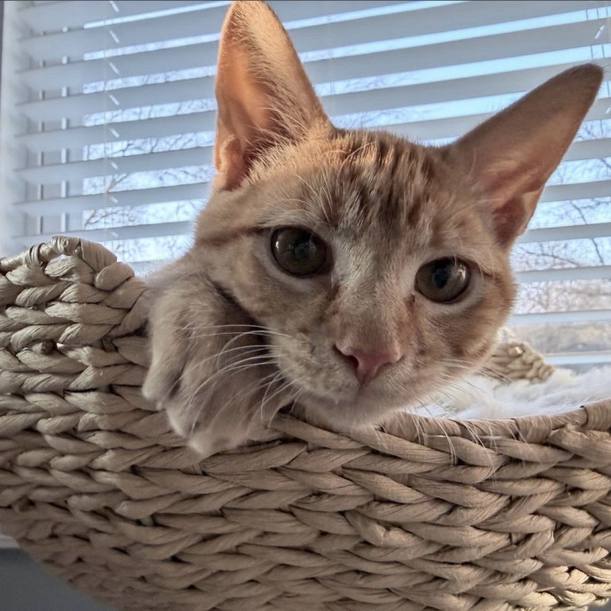 Safe Fun Care For Your Cat