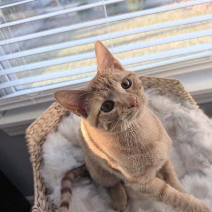 Safe Fun Care For Your Cat