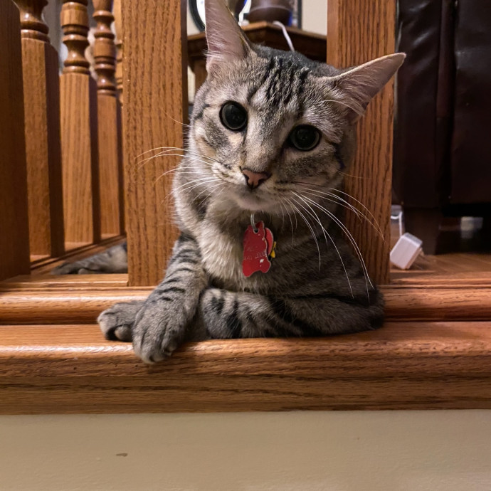 Safe Fun Care For Your Cat