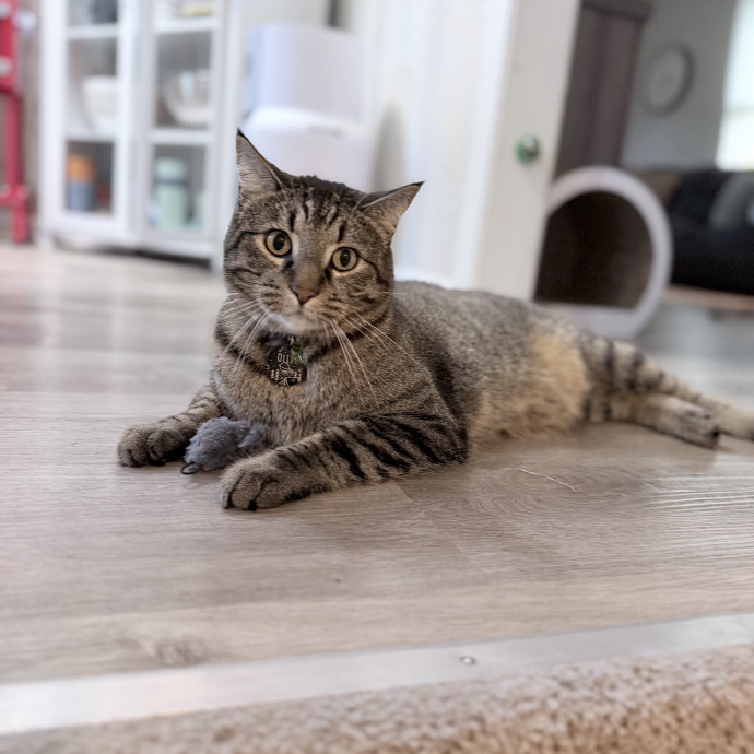 Safe Fun Care For Your Cat