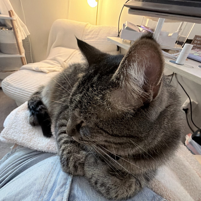 Safe Fun Care For Your Cat