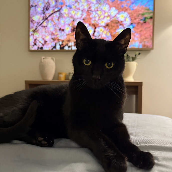 Safe Fun Care For Your Cat photo 3