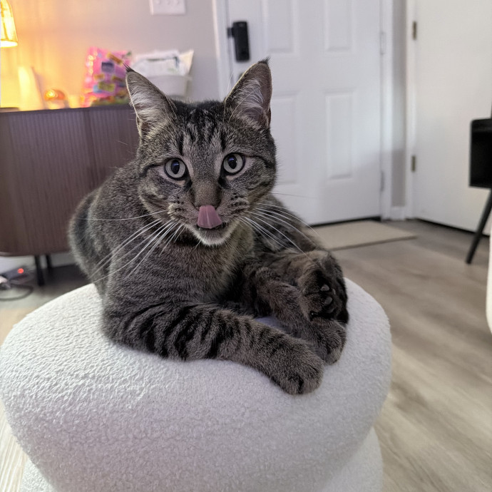 Safe Fun Care For Your Cat photo 2