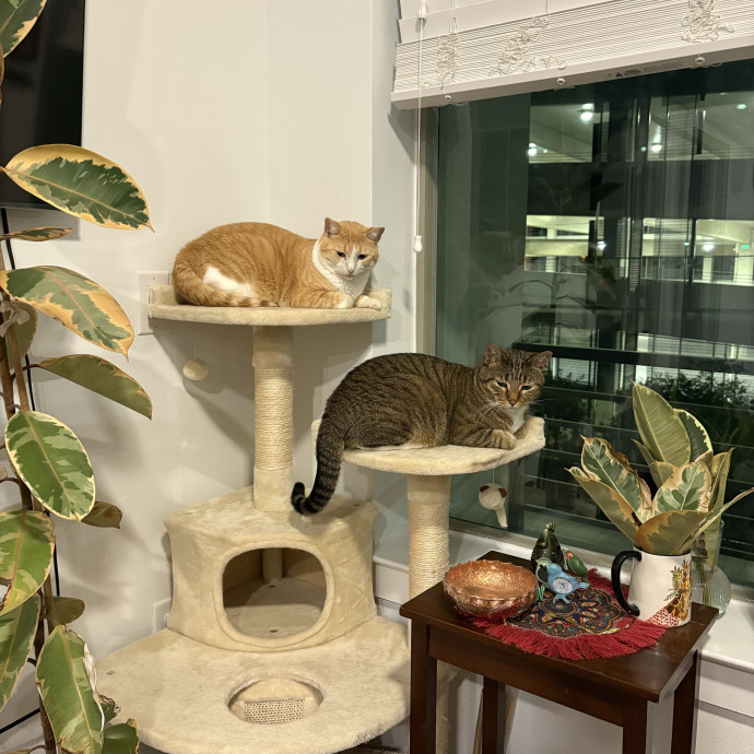 Cat Dad And Caring Sitter photo 3