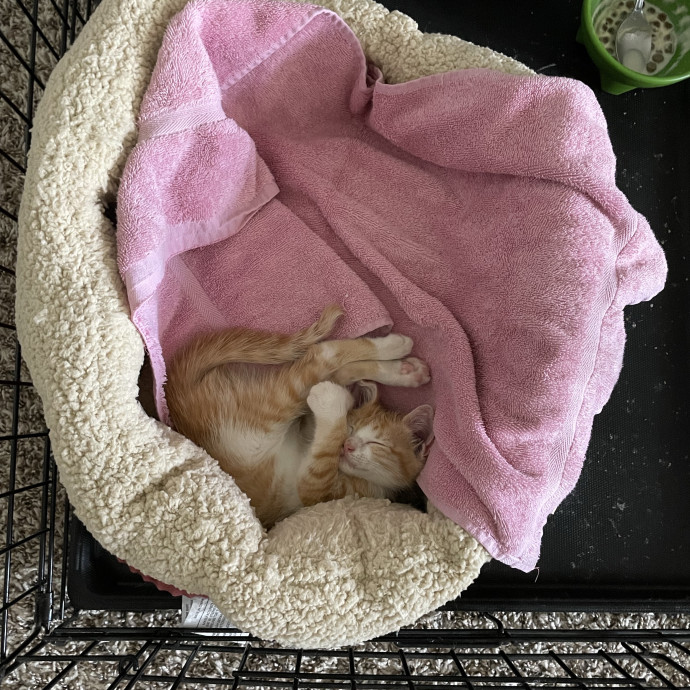 Cat Dad And Caring Sitter photo 2