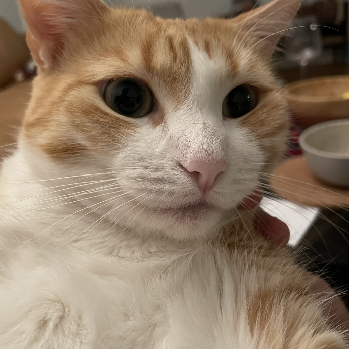 Cat Dad And Caring Sitter photo 2