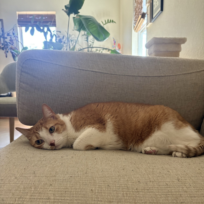 Cat Dad And Caring Sitter photo 2