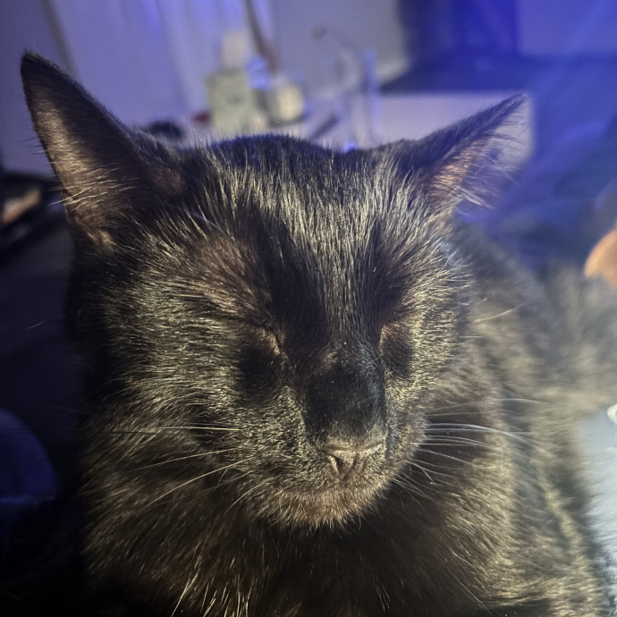 Your Cat's Next Best Friend