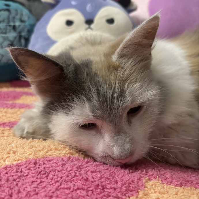 Your Cat's Next Best Friend