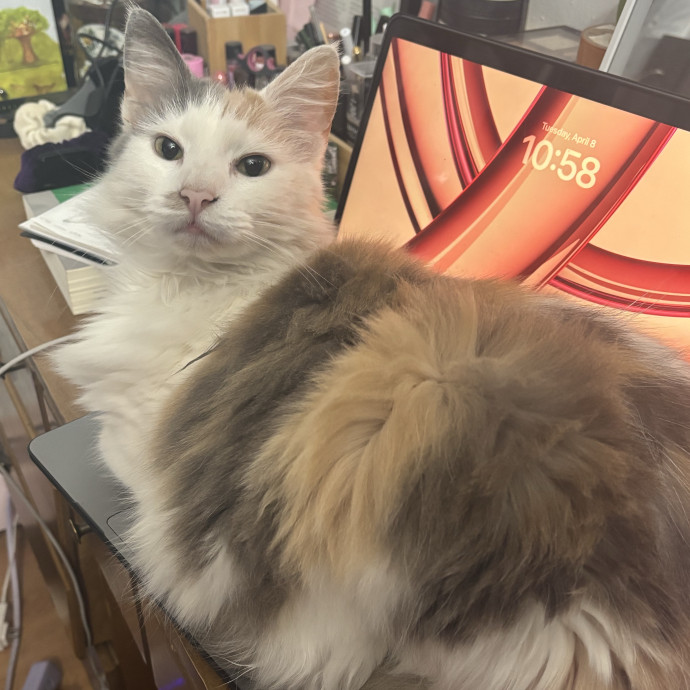 Your Cat's Next Best Friend