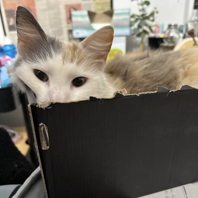 Your Cat's Next Best Friend