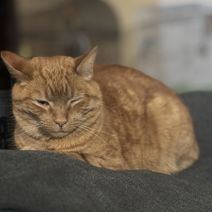 Your Cat's Next Best Friend photo 2
