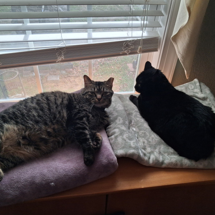 Cat Lady Loves Cats photo 3
