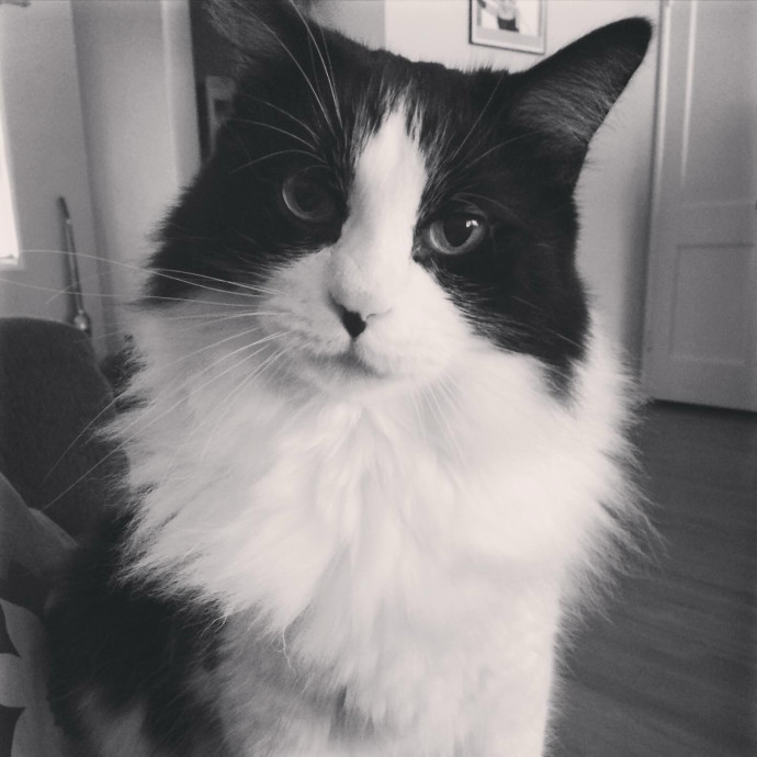 Caitlin's Cat Service