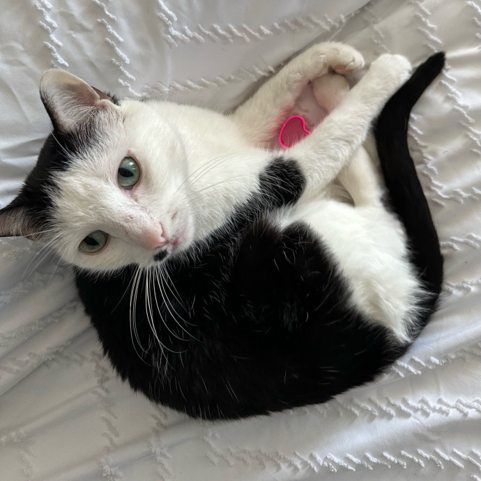 Caitlin's Cat Service
