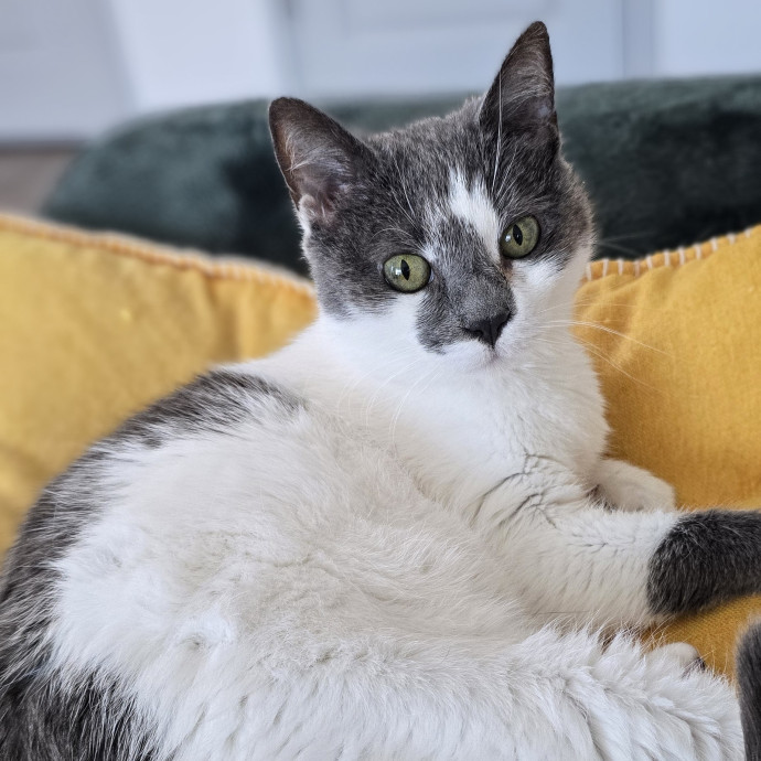 Whisker-Approved Cat Care
