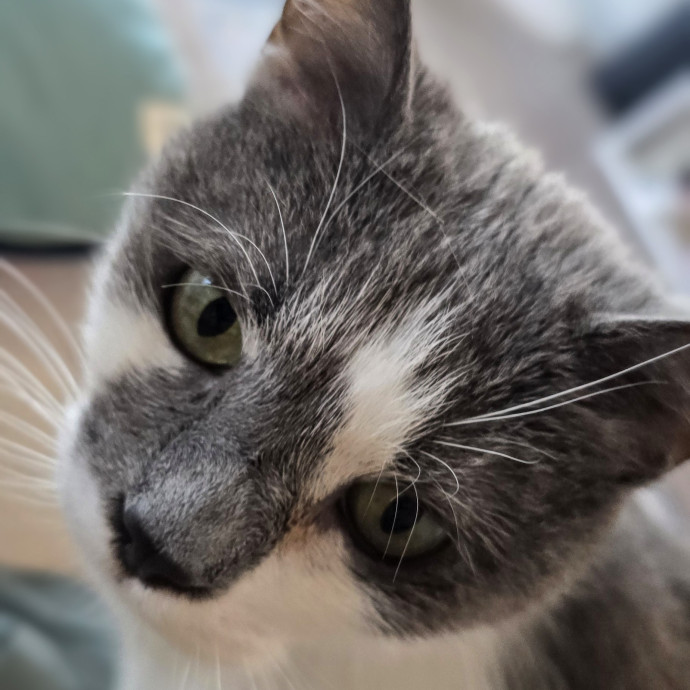 Whisker-Approved Cat Care