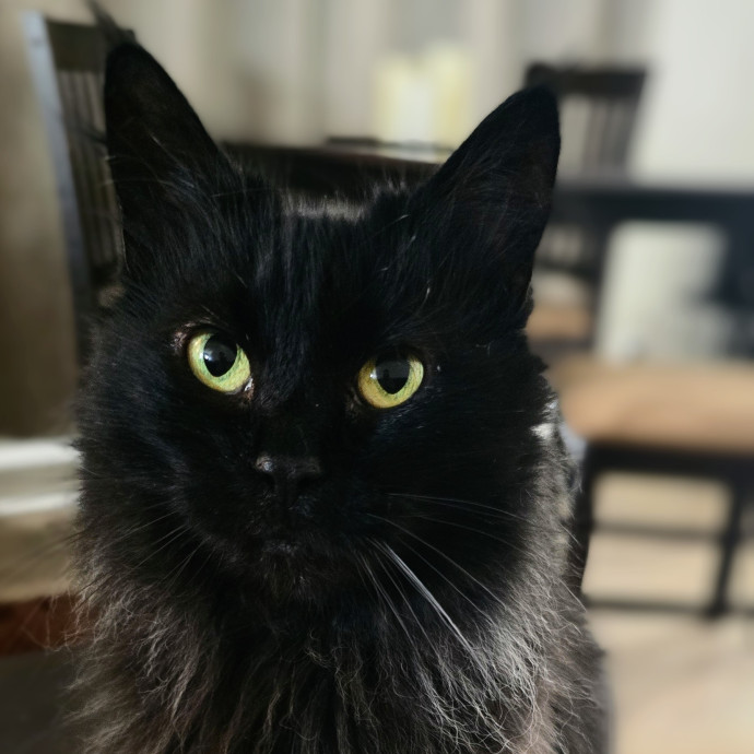 Whisker-Approved Cat Care