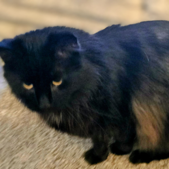 Whisker-Approved Cat Care