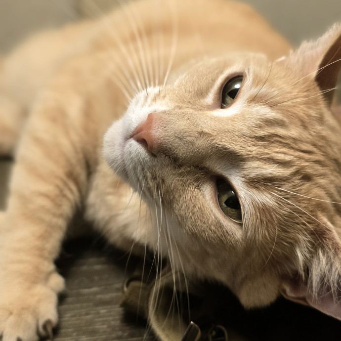 Whisker-Approved Cat Care